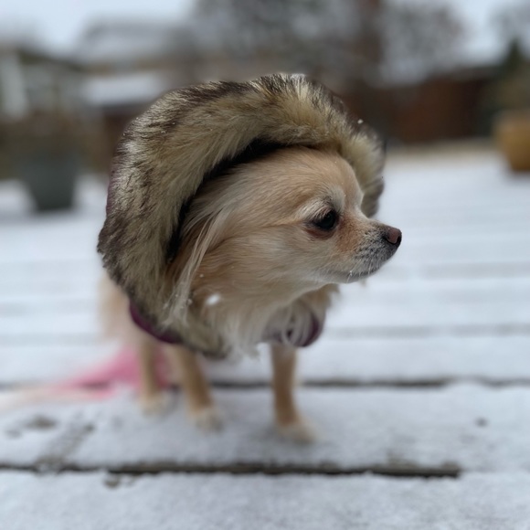 Meet your Posher, Hillary! ππΊπ§π₯πβ€οΈ - Picture 9 of 14